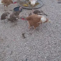 بوقلمون محلی ماده