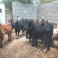 111|حیوانات مزرعه|داراب, |دیوار