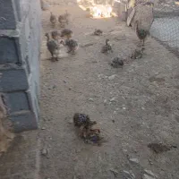 جوجه  شترمرغ