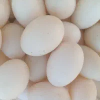 تخم اردک نطفه دار