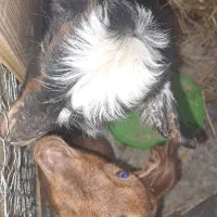 بزغاله یکماهه