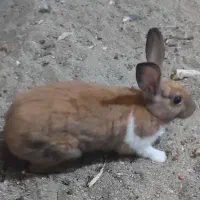 خرگوش