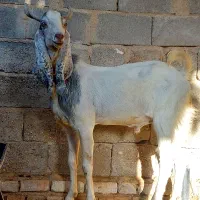 چبش پاکستانی بز