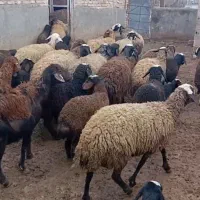 گوسفندشال افشار