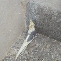 فروش عروس هلندی بصورت یکجا