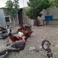 جوجه بوقلمون ۶ماهه نر
