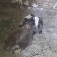 فروش میش و بره