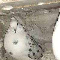 باخت رفته