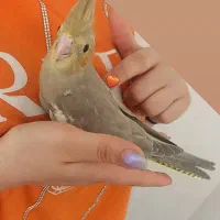 عروس هلندی آهویی