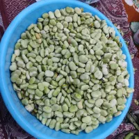 باقله|خوردنی و آشامیدنی|کارون, |دیوار