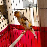 قناری نر ابلق خوش صدا