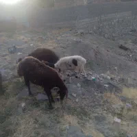 میش و بره افشار