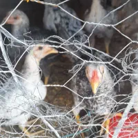 جوجه مرغ خانگی ولاری