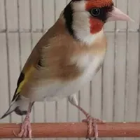 سهره مست مست|پرنده|تهران, زمزم|دیوار