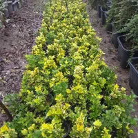 انواع نهال های درجه یک و ممتاز