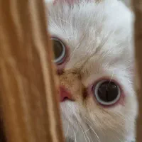 گربه