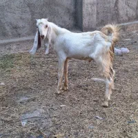 کهره نرگلابی اصل