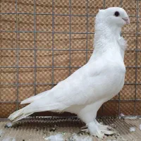 کبوتر سفید پاک و دم سیاه بلژیکی