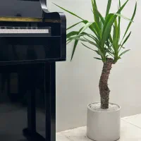 گل یوکا همراه با گلدان