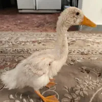 اردک