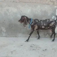 بز ابستن نسل سه قلو