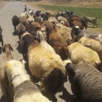 بز چکی
