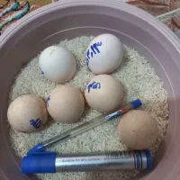 سلام 6عدد تخم لاری از مولدهای درجه یک