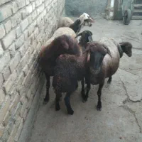گوسفند فروشی