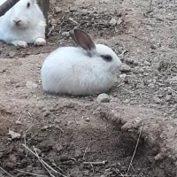بچه خرگوش