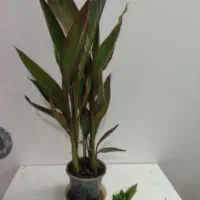 اختر شرابی
