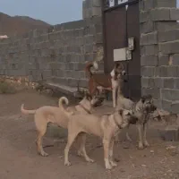 توله سرابی