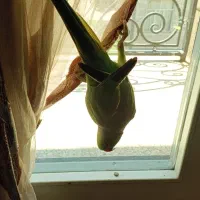 واگذاری پرنده ملنگوی ماده