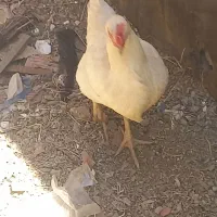 مرغ وخروس
