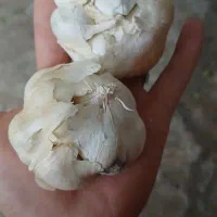سیر درجه یک همدان