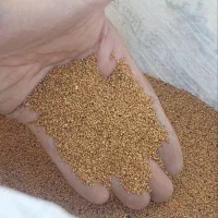بذر