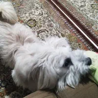 پت خانگی|سگ|مشهد, چاهشک|دیوار