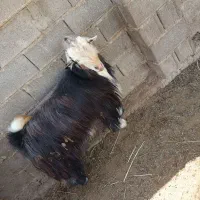 با سلام خدمت دوستان فروش دوبر شهر کردی قیمت بالا