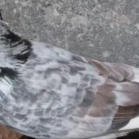 چند تا کبوتر پرشی