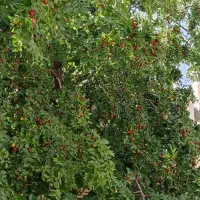 فروش عناب تازه