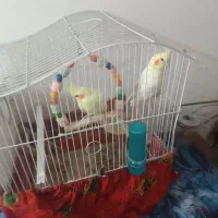 یه جفت عروس هلندی نر و ماده