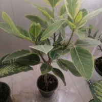 گل طبیعی سرحال و زیبا