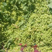 غوره