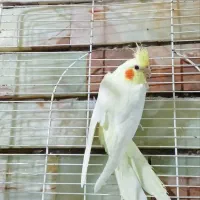 عروس هلندی