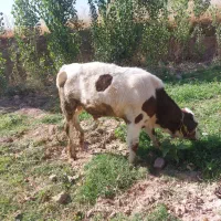 گاوگوساله