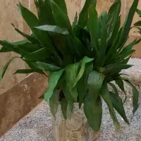 گیاه ابایی