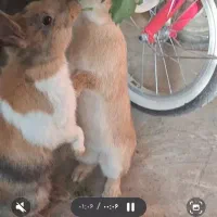 خرگوش