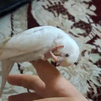 جوجه مرغ عشق دون خور فول دستی