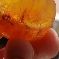 کهربا مهمان دار بالتیک