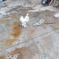خروس‌برهما‌