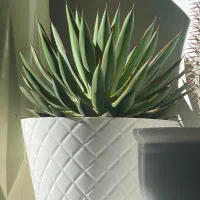 انواع گل و گیاه و کاکتوس کلکسیونی